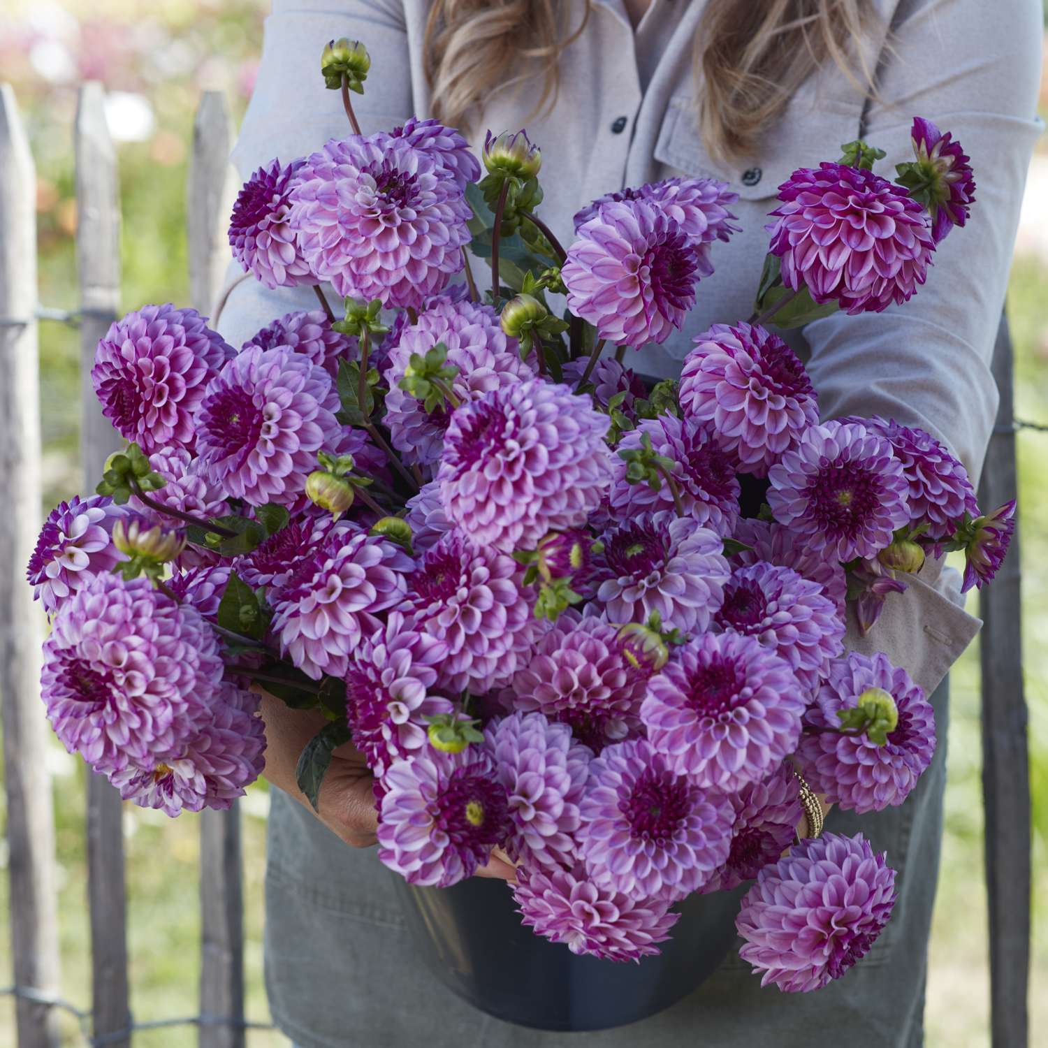 Dahlie 'Columbus'